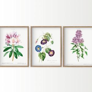 Purple and green decor Antique plant illustration Botanical wall art Vintage flower Set of 3 prints Farmhouse decor Kitchen art Wildflower