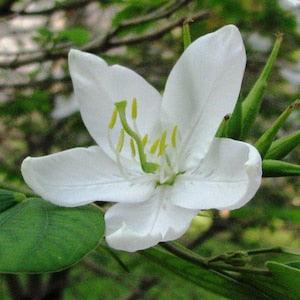50  Bauhinia acuminata Seeds, White Bauhinia Seeds, Dwarf White Orchid Tree, White Bauhinia,  Snowy Orchid Tree  Seeds