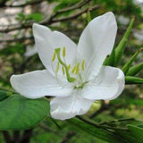 50  Bauhinia acuminata Seeds, White Bauhinia Seeds, Dwarf White Orchid Tree, White Bauhinia,  Snowy Orchid Tree  Seeds