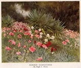 Original 1928 Antique Flower Print 