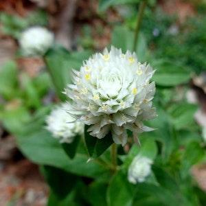 Gomphrena-White (Gomphrena globosa 'White') Packet of 25 seeds with New!