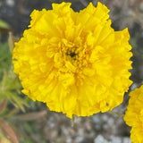 Crackerjack Marigold Mix 100 Seeds