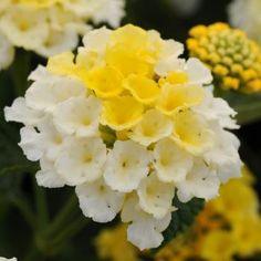Lantana Pictures Flower Delivery
