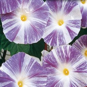 Morning Glory Flower Seeds Semillas