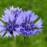 Cornflower - Bachelor's Button - Wild Flowers 3g - 150 Seeds - Centaurea Cyanus