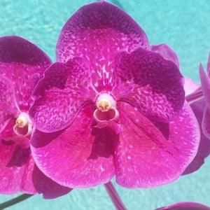 Orchid Vanda 3 Plants of Pink Color Special Pack Exotic Tropical Hanging Plant