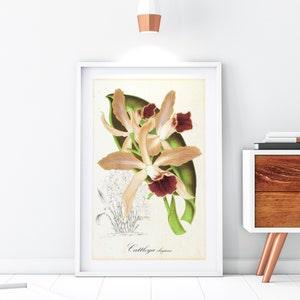 Orchid Giclee Art Print, Vintage Botanical Orchid Flower Illustration, Floral Plant Poster, Archival Quality Antique Wall Art #146