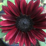 Black Beauty Sunflower Seeds (25) - Helianthus Annuus - Annual Pollenless Branching Non-GMO Sunflower Seeds for Garden Planting