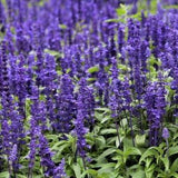 Annual | SALVIA 'Blue Beder' | 50 Seeds | Excellent Cutflower, Attracts Bees | Fresh Seed