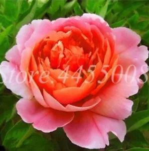 20 SEEDS for Pink/Orange PEONIES rare flowering blossom exotic plant USA Seller