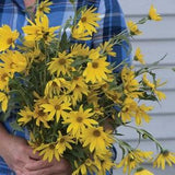 Perennial Sunflower Maximilian Seeds Cut Flower Bouquets Draws Pollinators Feeds Bees Feeds Birds in Winter Dizzy Bees Urban Garden