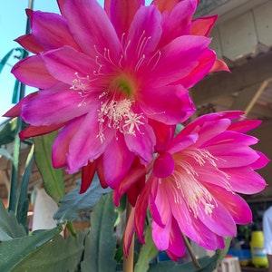 Epiphyllum Pacesetter Orchid Cactus 1 cutting 6-8??? long