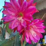 Epiphyllum Pacesetter Orchid Cactus 1 cutting 6-8??? long