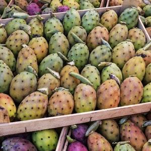 Opuntia Ficus-Indica | Prickly Pear Cactus Seeds | Edible Cactus