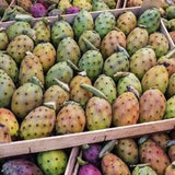 Opuntia Ficus-Indica | Prickly Pear Cactus Seeds | Edible Cactus