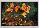 Wild Flowers Plants 013059 Pink And Yellow Lilies In Morning A4 Watercolour pri