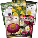 '- Daisy Flower Seed Collection for Planting - Attract Pollinators - Beautiful