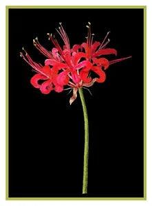 Guernsey Lily Flower inspired Mary Delany Counted Cross Stitch Pattern