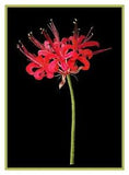 Guernsey Lily Flower inspired Mary Delany Counted Cross Stitch Pattern