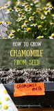 HOW TO GROW CHAMOMILE FROM SEED- PLANTING AND CARE Flower Delivery