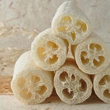 Sponge Gourd 1g - 10 Seeds - Luffa Cylindrica NON GMO
