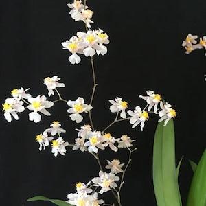 Oncidium Tsiku Marguerite in spike (Oncidium Twinkle 'Gold' 4n x Onc sotoanum 'Roy') Blooming size oncidium orchid hybrid. Fragrant