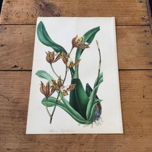 Bedford's Miltonia Orchid, 1840 Paxton Botanical Lithograph, Original Hand-Colored Antique Print