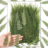 NEW LISTING200 Pcs Pressed Dried Flowers Leaves Real Natural Ferns Dried Leaves Plant Dried