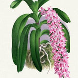 Orchid No. 97, 1885, Linden auth., botanical print (giclee) on canvas, 50x70cm. or 20x25" approx.