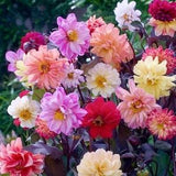 Dahlia variabils Diablo Mix of colors - 100 Seeds - Non GMO