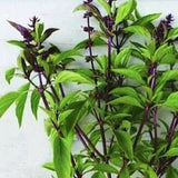 50+ seeds / Sweet Thai Basil Seeds /  Herb Seeds / Edible / (#55)