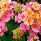Lantana Seeds Verbena Ham & Eggs (Lantana camara) West Indian Lantana, Shrub Verbena - 25 seeds