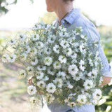 Search: 234 results found for "love*" Flower Delivery