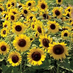25 seeds Dwarfs Sunspots sunflower