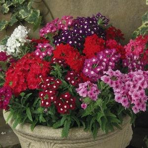 Verbena Vervain Cascade Flowers Blend 0.3g - 70 Seeds - Verbena X Hybrida Pendula