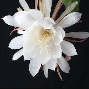 LIVE PLANTS Orchid Cactus, Tan Hua, Kadupul, Queen of the Night, Epiphyllum, Night Blooming Cereus