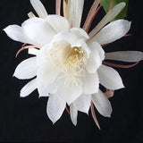 LIVE PLANTS Orchid Cactus, Tan Hua, Kadupul, Queen of the Night, Epiphyllum, Night Blooming Cereus