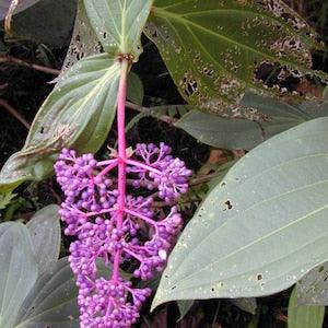 Medinilla Cummingii * Exotic * Chandelier Plant * VERY RARE 5 Seeds * Limited