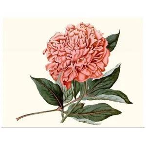 Peony Blush II Poster Art Print, Peony Home Decor