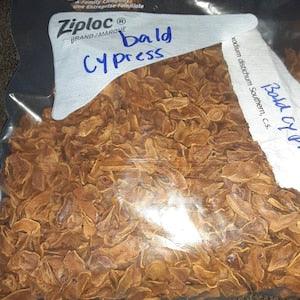 Bald Cypress Tree Seeds