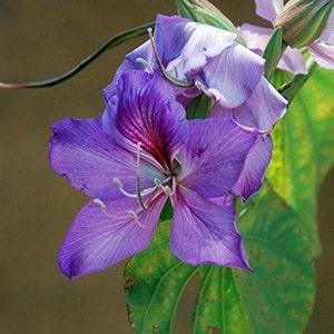 Orchid Tree Seeds (Bauhinia variegata) Packet of 4+Seeds - Palm Beach Seed Company?