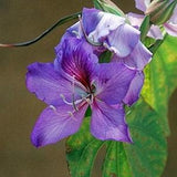 Orchid Tree Seeds (Bauhinia variegata) Packet of 4+Seeds - Palm Beach Seed Company?