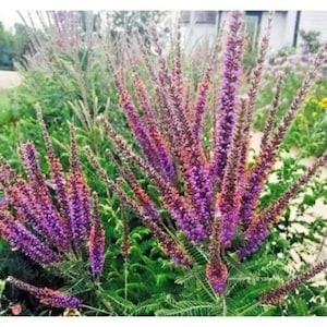 Lead Plant seeds 15 count
