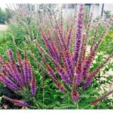 Lead Plant seeds 15 count