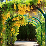 Dolichandra Cat's Claw Vine Creeper Flower Seeds - 25 Seeds - Sow Anytime