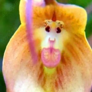 10 Pcs Seeds Cute Monkey Face Orchid seed Bonsai Plants Flowers For Garden(Mky-2)