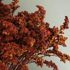 Brown Spice Tinted Solidago Flowers | Bulk Flowers | FiftyFlowers Flower Delivery