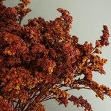 Brown Spice Tinted Solidago Flowers | Bulk Flowers | FiftyFlowers Flower Delivery