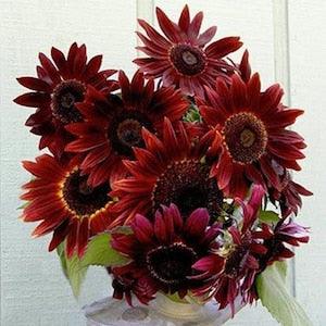 25 seeds Velvet Queen Sunflower Seed
