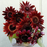 25 seeds Velvet Queen Sunflower Seed